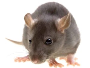 You Dirty Rats
